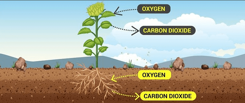 Respiration in Humans & Plants Notes | Study Science Class 10 - Class 10