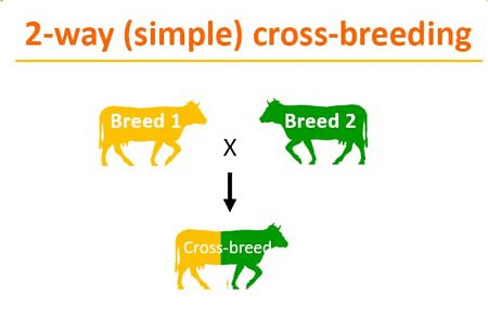 Inbreeding & Cross Breeding - Notes | Study Biology Class 12 - NEET