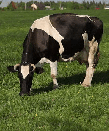 Cow: Herbivore