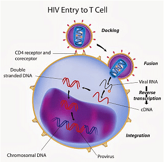 AIDS virus entering into cell