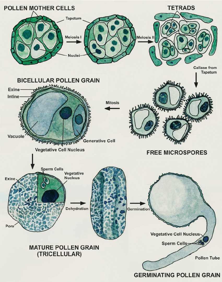 Microsporogenesis - Biology For Grade 12 PDF Download