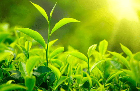Green Plants: Autotrophs