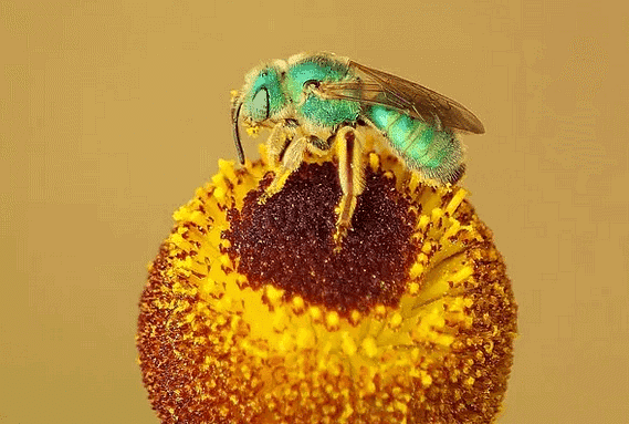 An Insect on Pollen Kit