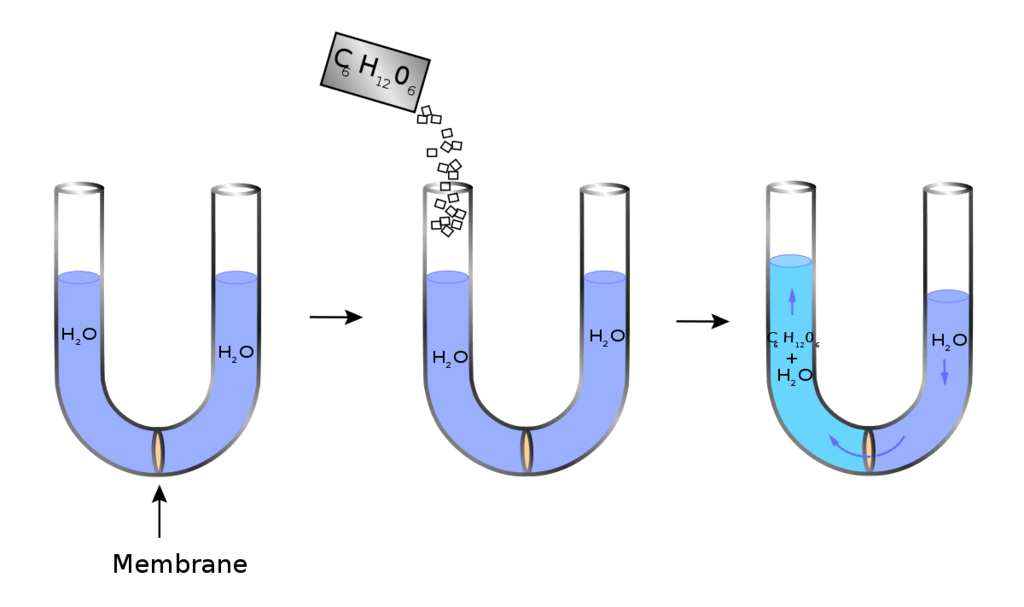 Osmosis, Osmotic Pressure & Van’t Hoff Factor | Chemistry Class 12 - NEET