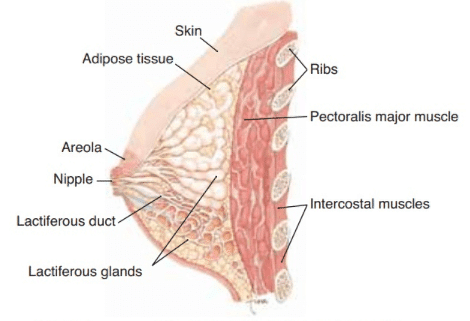Structure of Female Breast and Mammary glands Part 2 Diagram