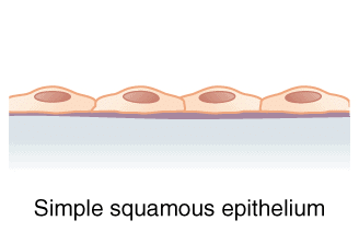 Epithelial Tissue - Biology Class 11 - NEET PDF Download