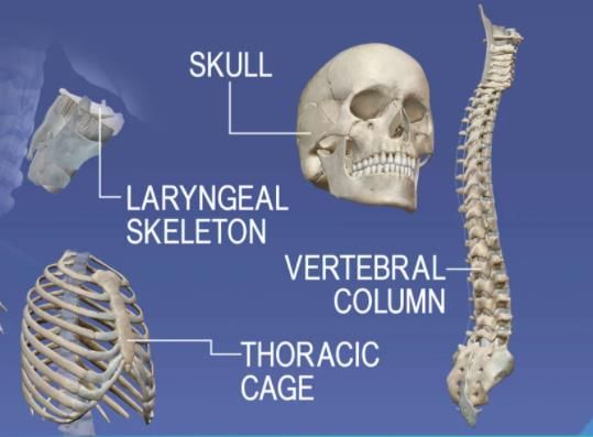 Axial skeleton