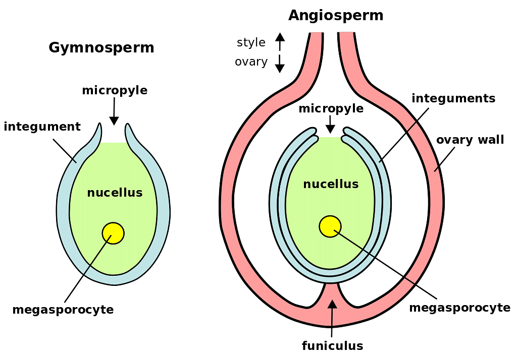 Megasporogenesis and Megagametogenesis - Biology for Grade 12 PDF Download