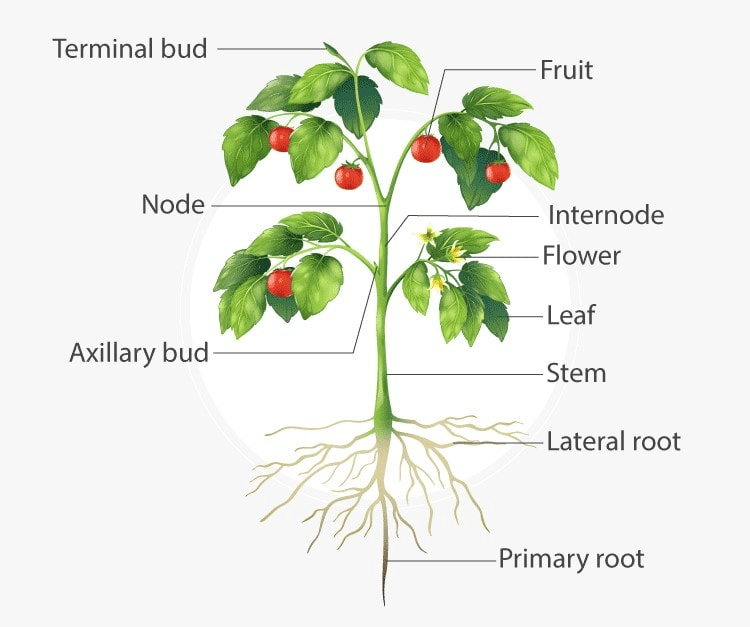 Key notes: Morphology of Flowering Plants - NEET PDF Download