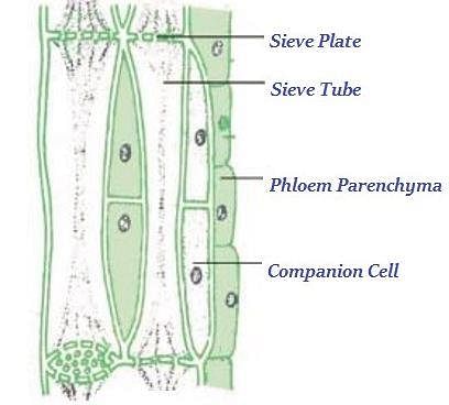 Fig: Phloem tissue