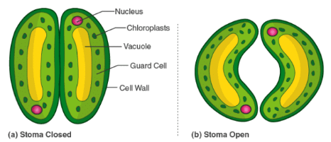 Stomata