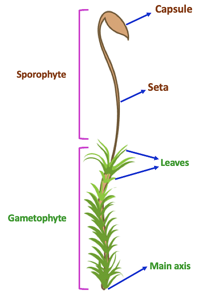 Classification of Bryophyta: Liverworts, Hornworts and Mosses ...