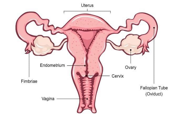 Fig: Female Reproductive system