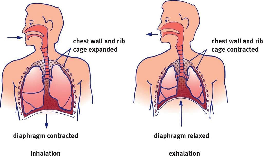 Fig: Inhalation and Exhalation