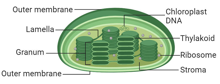 Lec 5.Tricks to remember shapes of chloroplast present in