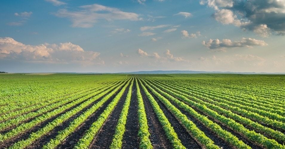 Chapter Notes: Crop Production and Management Notes | Study Science Class 8 - Class 8