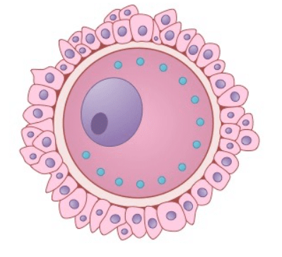 Very Short Answers - Reproduction in Animals, Science, Class 8 - Notes | Study Science Class 8 - Class 8 Very Short Answers - Reproduction in Animals, Science, Class 8 - Notes | Study Science Class 8 - Class 8