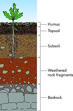 Topsoil and subsoil