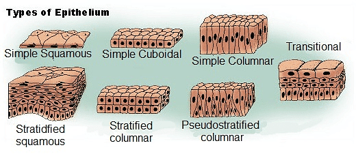 Animal Tissue - Structural Organisation in Animals, Biology, Class 11 ...