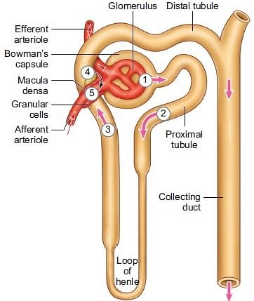 Structure of Nephrons