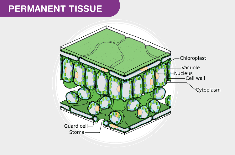 Chapter 6 - Tissue - Class 9 PDF Download