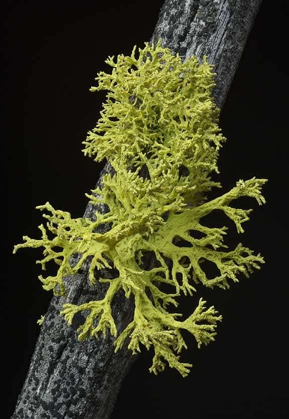 Fig: Lichens