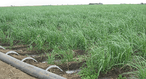Surface irrigation