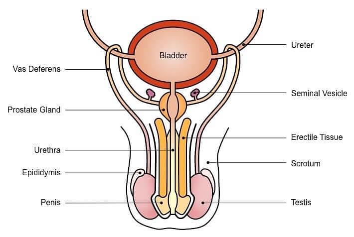 Fig: Male Reproductive System