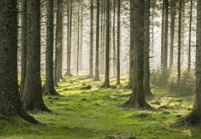 Short Notes: Forests - Our Lifeline Notes | Study Science Class 7 - Class 7
