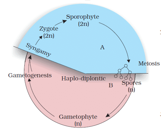 plant-life-cycles-and-alternation-of-generations-biology-class-11