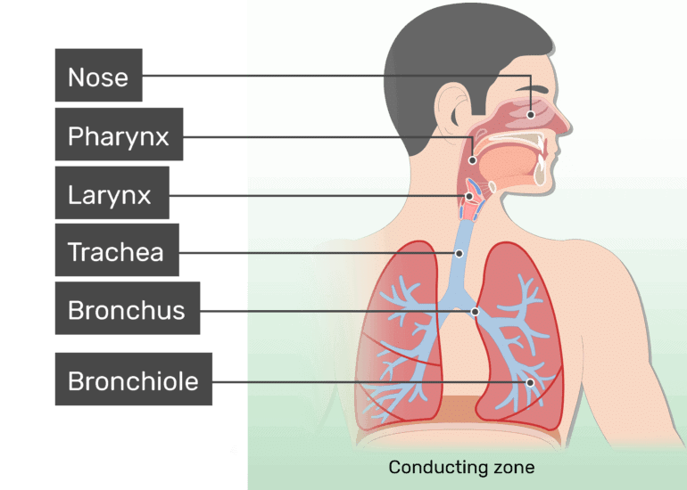 Respiration in humans
