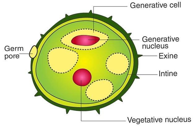 Structure of a Pollen Grain
