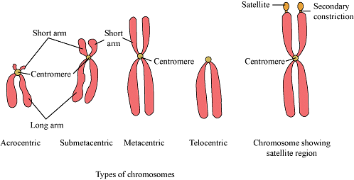 NCERT Solutions: Cell: The Unit of Life Notes | Study Biology Class 11 - NEET