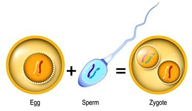 Chapter Notes - Reproduction in Animals - Notes | Study Science Class 8 - Class 8 Chapter Notes - Reproduction in Animals - Notes | Study Science Class 8 - Class 8