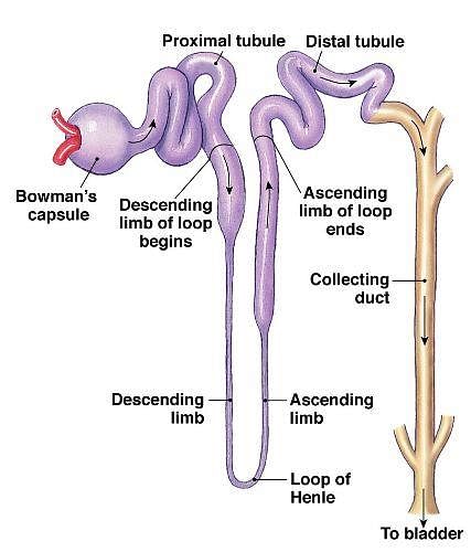 Fig: Structure of Nephron