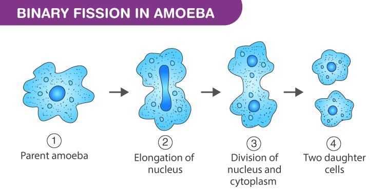 NCERT Summary: Summary of Biology- 5 - Notes | Study Famous Books for UPSC Exam (Summary & Tests) - UPSC