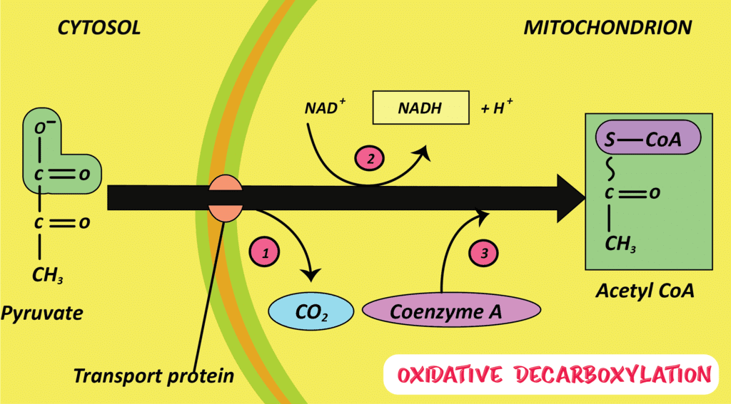Overview: Life Processes - 2 | Science Class 10