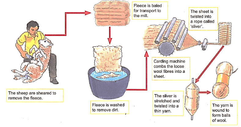 The complete process from fleece from sheep to yarn of wool
