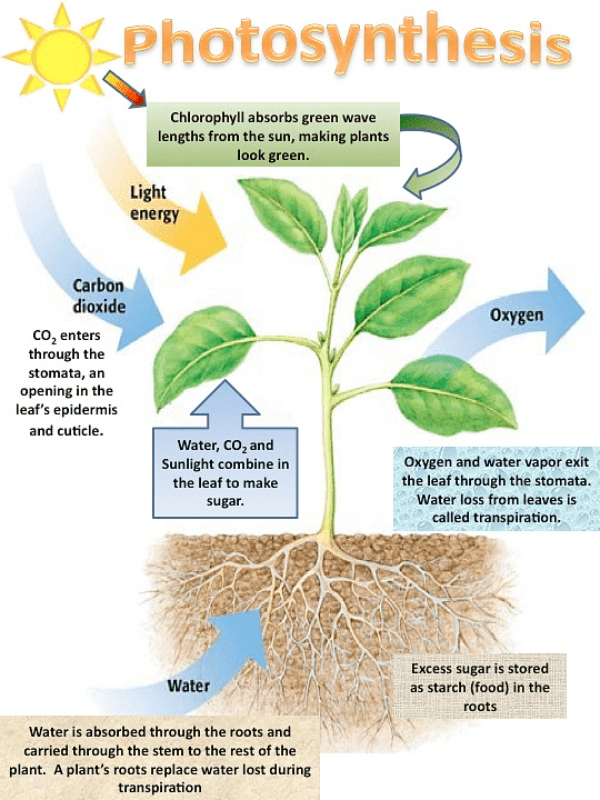 Process of Photosynthesis