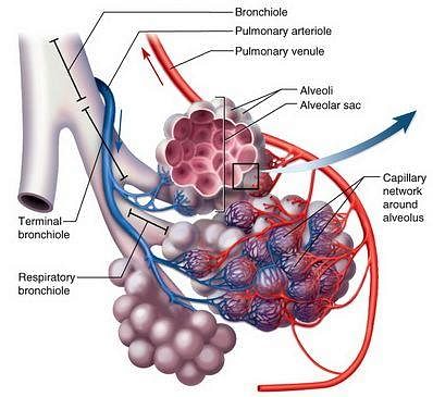 Fig: Alveoli and capillaries
