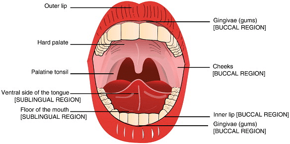Buccal cavity