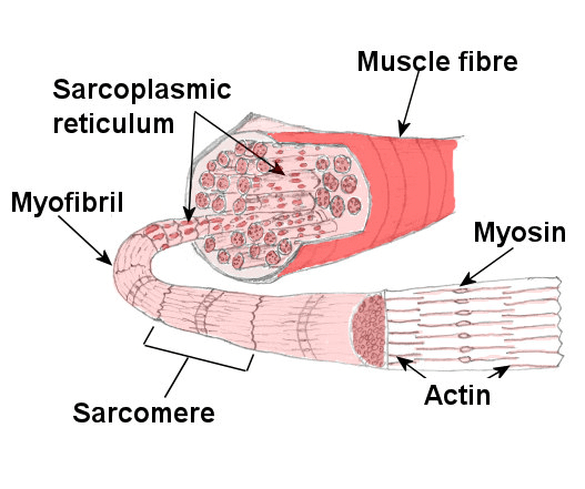 Short and Long Questions with answers, Fundamentals of Anatomy and ...