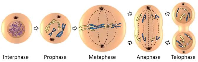 Stages of Mitosis