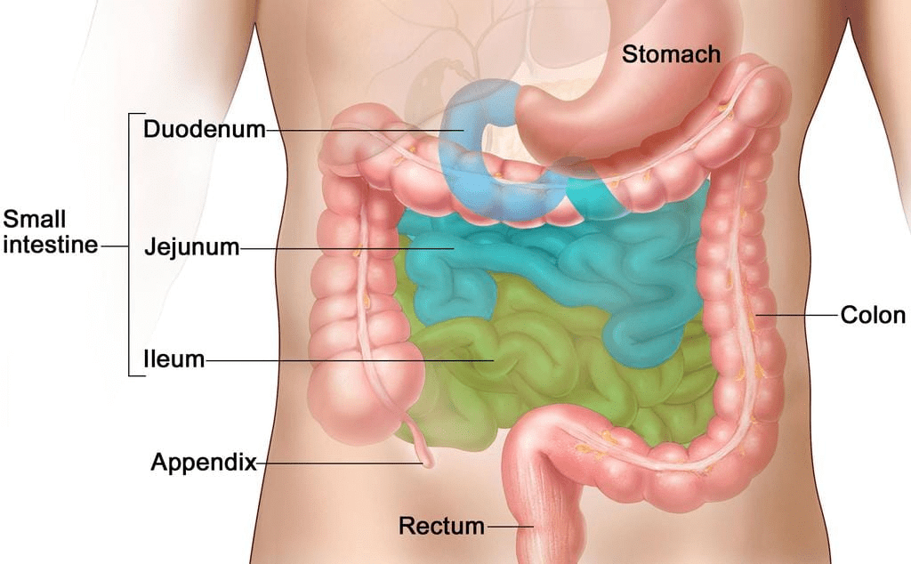 Small Intestine