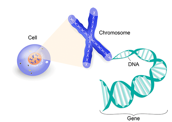 Overview: Heredity - 2 | Science Class 10