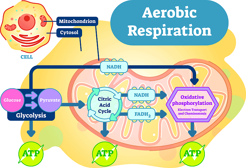 Aerobic & Anaerobic Respiration | Science Class 10