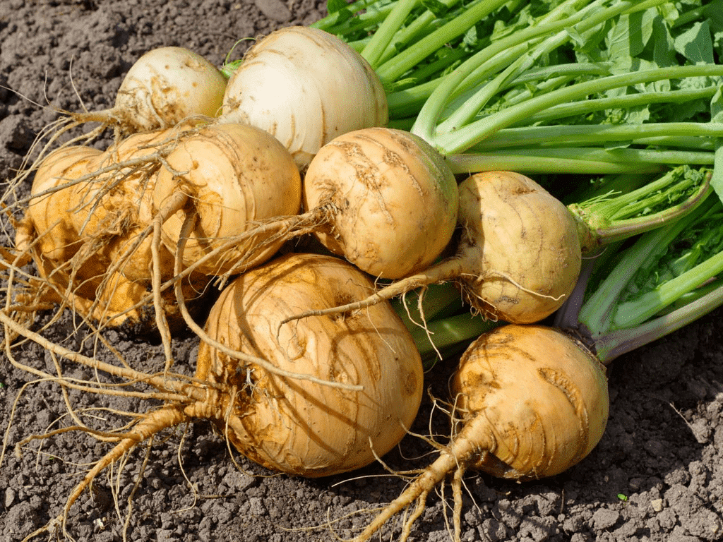 Roots of Turnip
