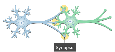 Synapse between two Neurons