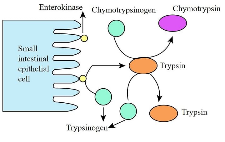 Enterokinase Enzyme is a type of Brush Border Enzyme.