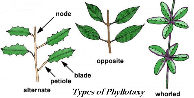 NCERT Solutions: Morphology of Flowering Plants Notes | Study Biology Class 11 - NEET